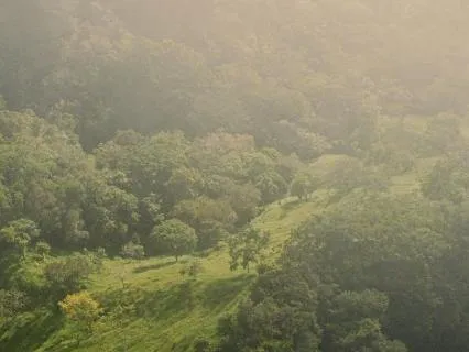 Jungle Wisdom: A Rainforest Sleep Journey