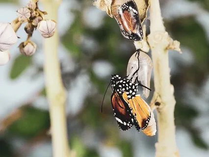 Jupiter Pluto Conjunction: Foundational Transformation