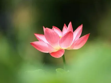 Just Being Meditation For Beginners