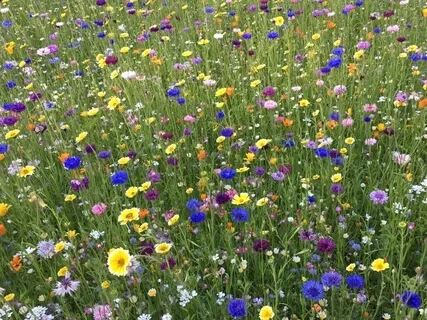 Just For Today Affirmations