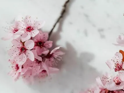 Just For Today - The 5 Principles Of Reiki