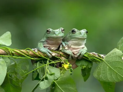 Just Like Me: A Compassion Meditation Practice For Couples