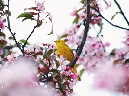 Just Like Me Compassion Meditation For Better Relationships