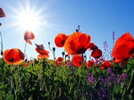 "Just Like Me" Compassion Meditation- Led By Marshall Kupka-Moore