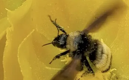 Just Thinking: Dancing With The Bumble Bee