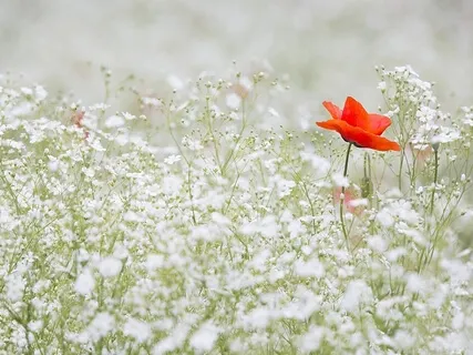 Just This One Breath Meditation