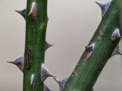 Kahlil Gibran: On Pain