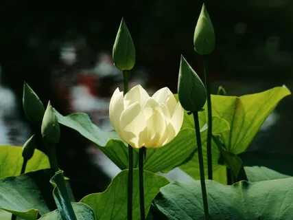 Советы для начинающих. Статья «Как медитировать: 12 лучших советов», ч. 1.