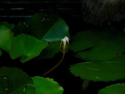 Kali Meditation On Impermanence 