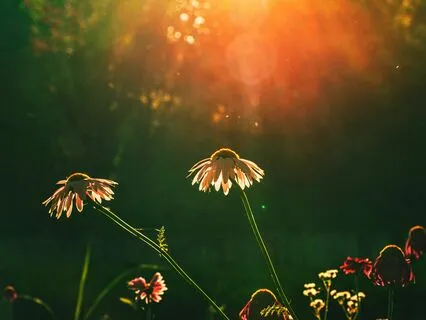 Kalimba Echoes (Restful Ambient)