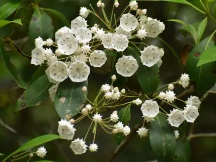 Kalmia - Music For Relaxation & Stress Relief