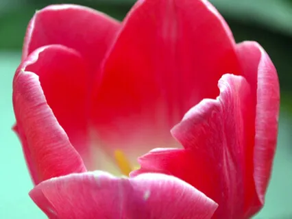 Kapha - Vital Harmony by Yuval Ron