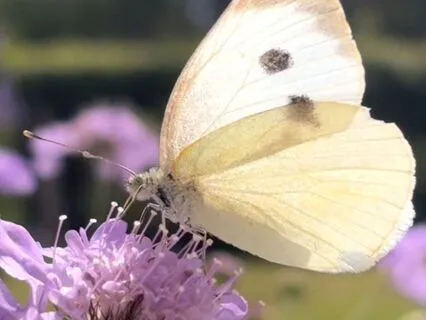 Karma, Dharma And Butterflies