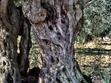 Kavanah: An Embodied Meditation For Sacred Intention