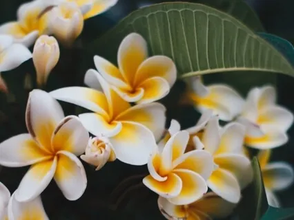 KE ALOHA Insight Timer Special Version