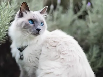 Keeping Cool & Steady | Mellow Vibes, Lofi Soul Jazz Beats