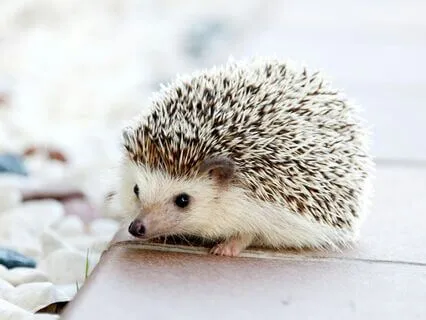 Keep Calm, Carry On | The Calm Sleep Lofi Beats Collection