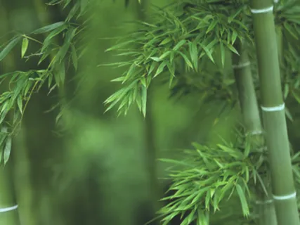 Kehomeditaatio (15 min.)