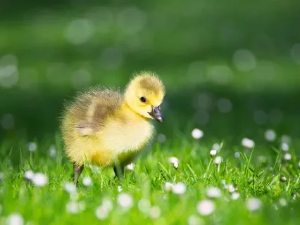 Bedtime Story: Daisy Duckling’s Big Dream