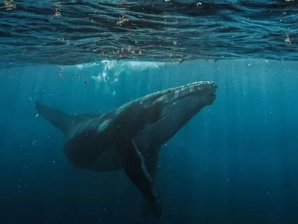 Kid's Ocean Adventure Meditation