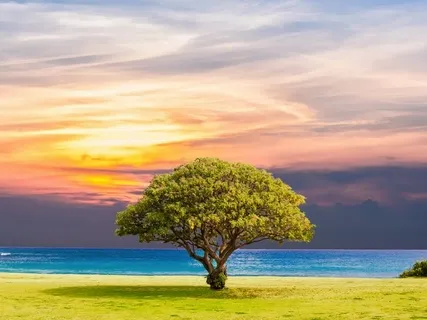  A Kid Shaped Tree: Bedtime Practice