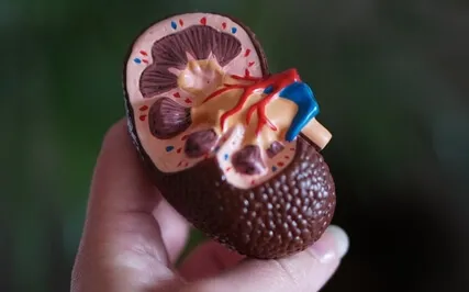 Kidney Vigor, UTIs & Urinary Health With Ayurveda