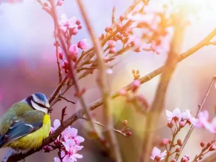 Kids' Anxiety Relief: Morning Meditation With Gratitude