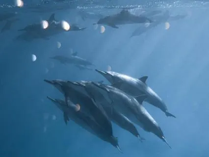 Kids Bedtime Ocean Spirit Animal Rhyme