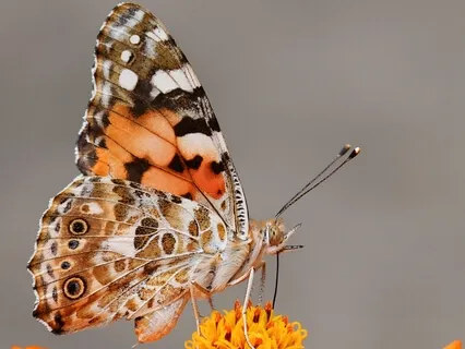 Kids Butterfly Meditation