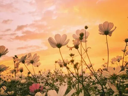 Kids' Meditation - Blooming Flower