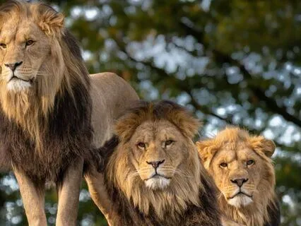 Kids Meditation For Sparking Adventure And Curiosity