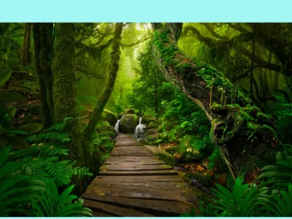 Kids Rain Forest Meditation- Connect To Nature
