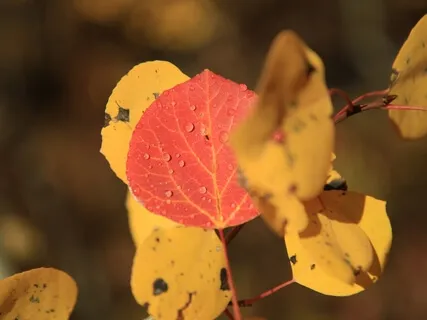 Kind Eyes, Soft Body, Warm Heart