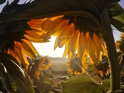 Kind Intent With The Breath