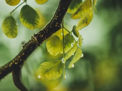 Kinderszenen, Op. 15: No. 12 Kind Im Einschlummern (Schumann)