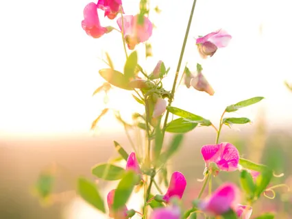 Kindness Blessing Practice