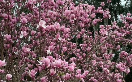 Kindness Body Scan For Pain