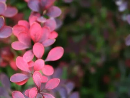 Kindness & Compassion Quotes - Soothing