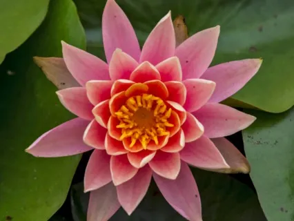 Kindness for Self and Others