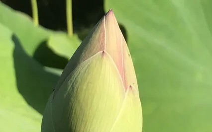 Kindness For The Body