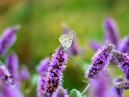 Kindness For You & A Friend