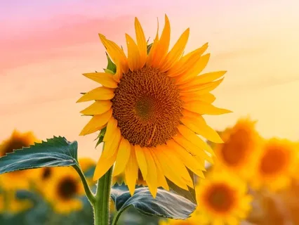 Kindness: Intention, Action, Reflection