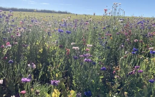 Kindness Meditation: A 'Difficult' Person