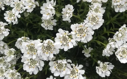 Kindness Meditation - A Neutral Person