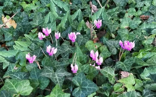 Kindness Meditation: Groups And All Beings