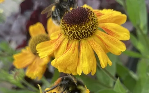 Kindness Medtiation: A Benefactor