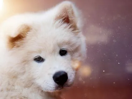 Kindness | The Calm Sleep Lofi Beat Collection