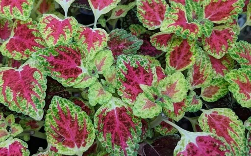 Kindness To Self Using Words