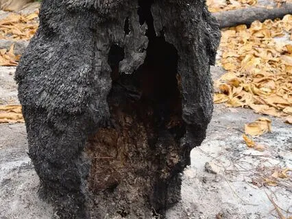 Kindred To Creation: Ecotheology Rooted In Dust And Divinity