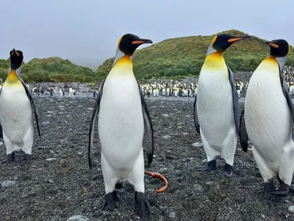 King Penguins: Adult Colony Ambience